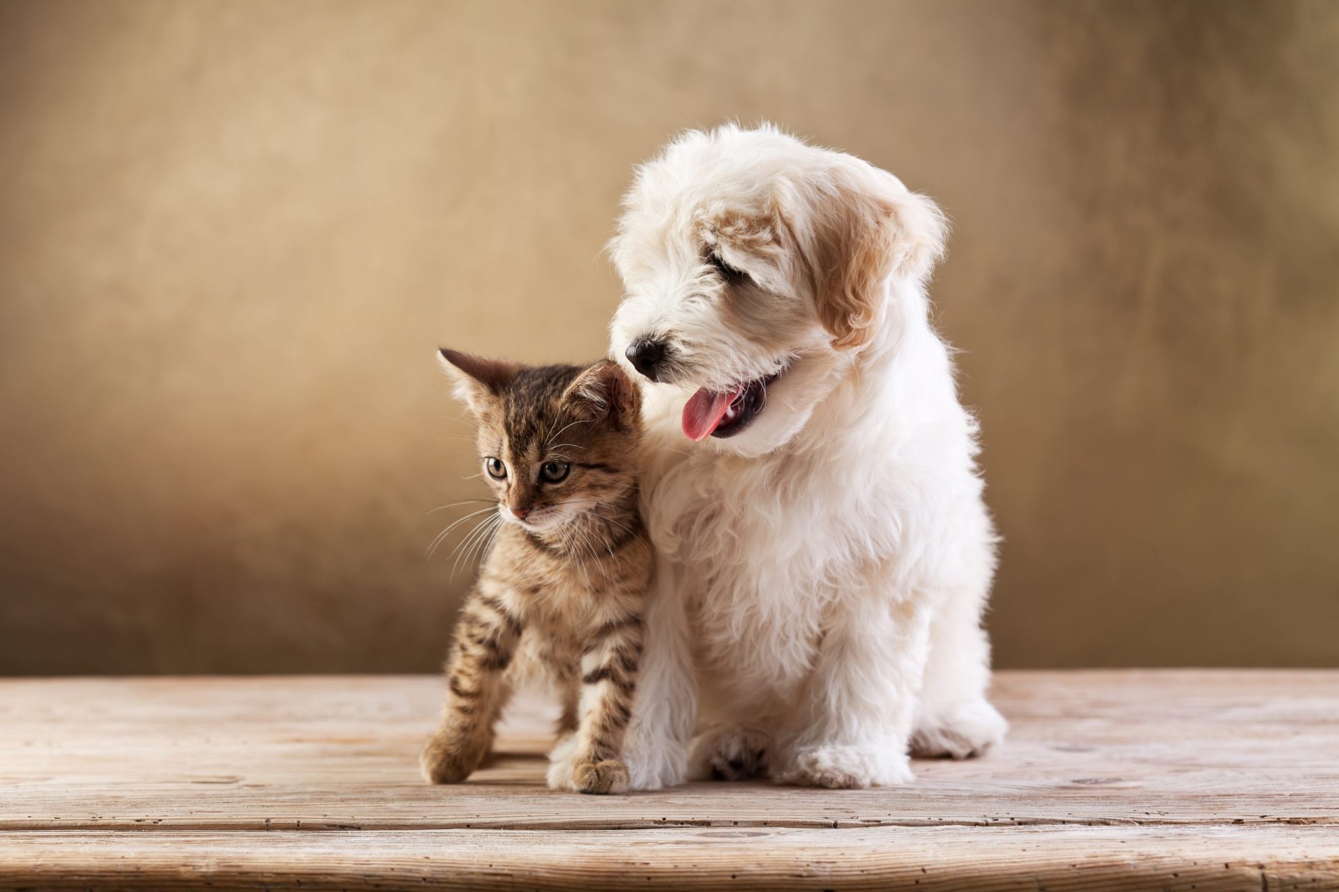 Comida para humanos pode matar o seu animal de estimação