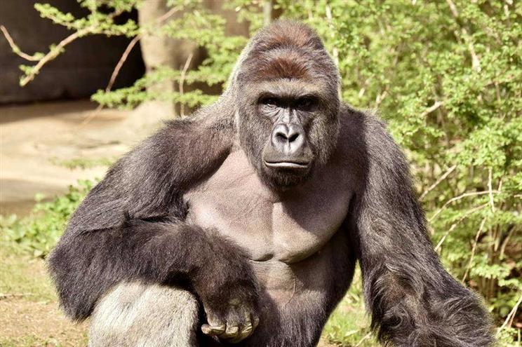 EUA: Gorila abatido num zoo após agarrar criança de quatro anos