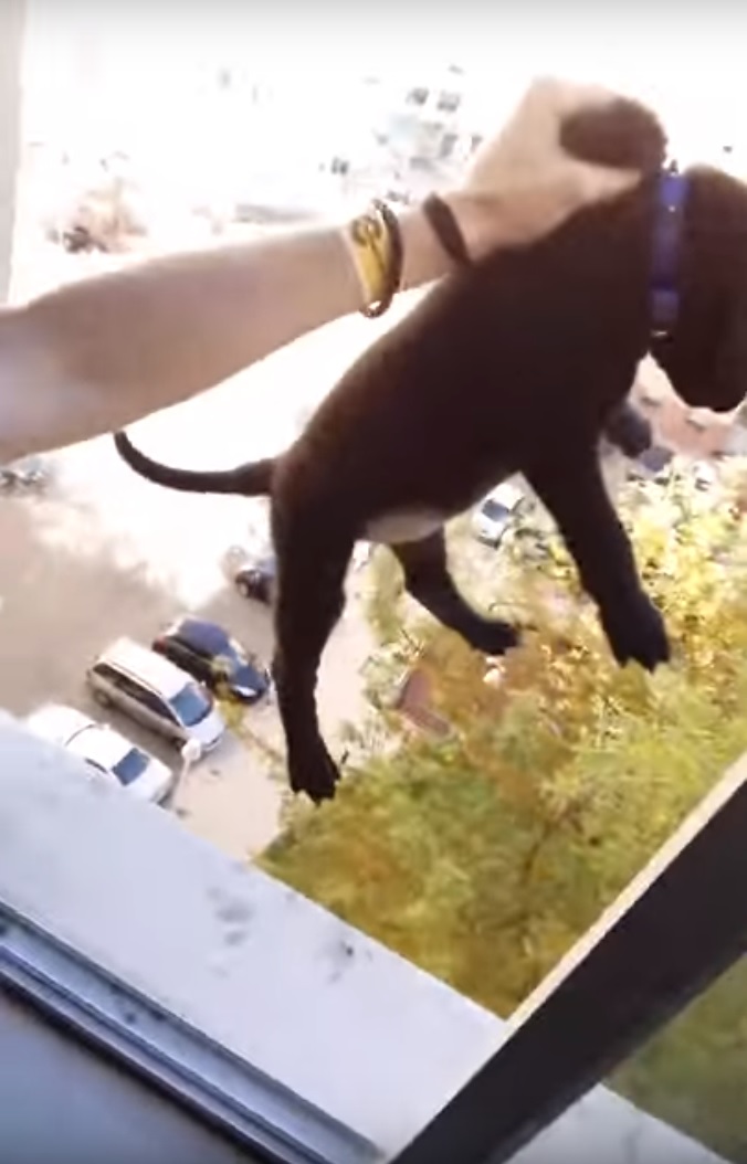 Jovem filma-se a pendurar cão da janela e gera onda de indignação [vídeo]