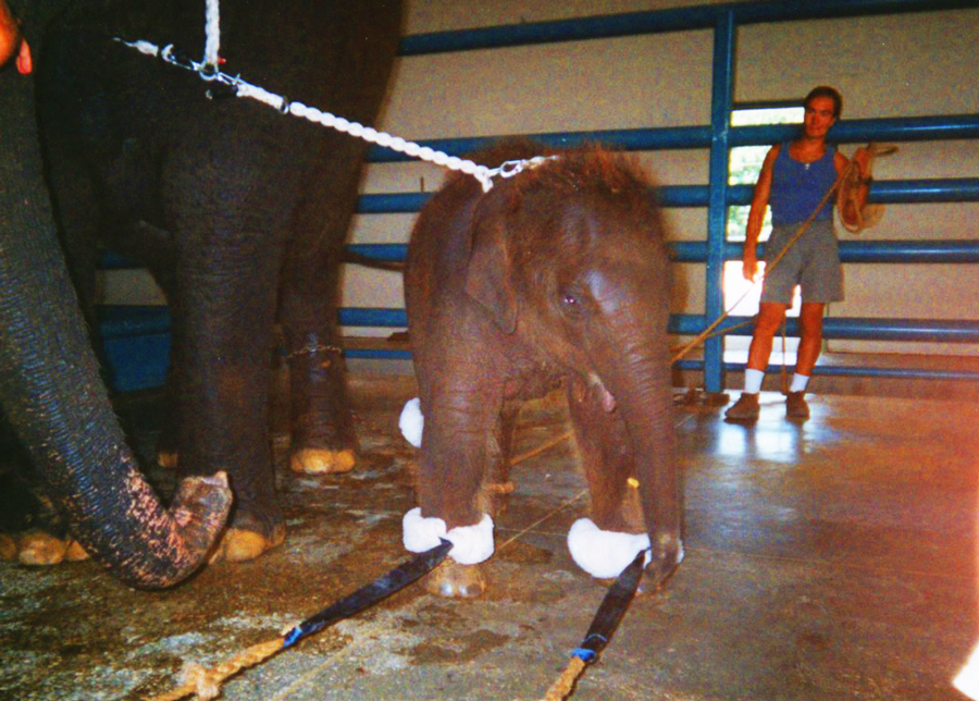 Circo americano transfere elefantes dos espetáculos para centro de conservação de espécies