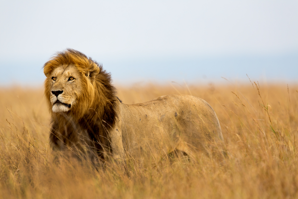 Dezoito leões detidos por suspeita de homicídio de três pessoas