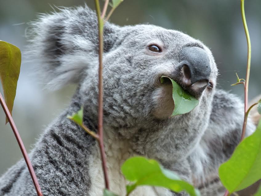 Oobi-Ooobi, o koala vidente do Euro 2016?