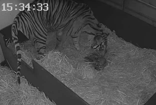 Tigre de espécie rara dá à luz três crias (vídeo)