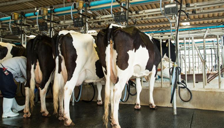 Bruxelas aprova medidas de apoio ao setor do leite