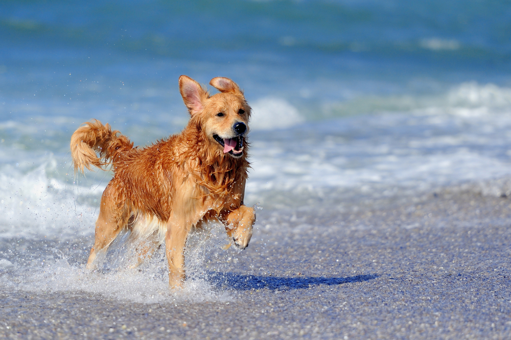 Já está aberta a primeira praia para cães