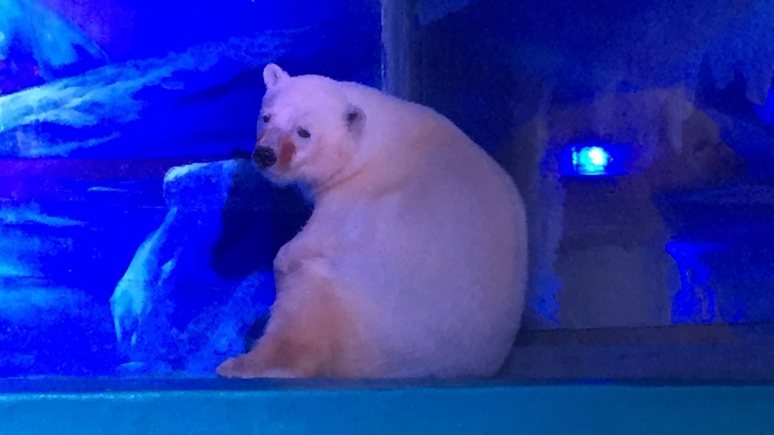 O urso polar ‘mais infeliz do mundo’ vive num centro comercial na China