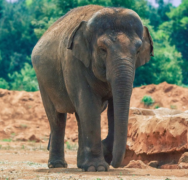 Menina de 7 anos morre depois de elefante atirar pedra