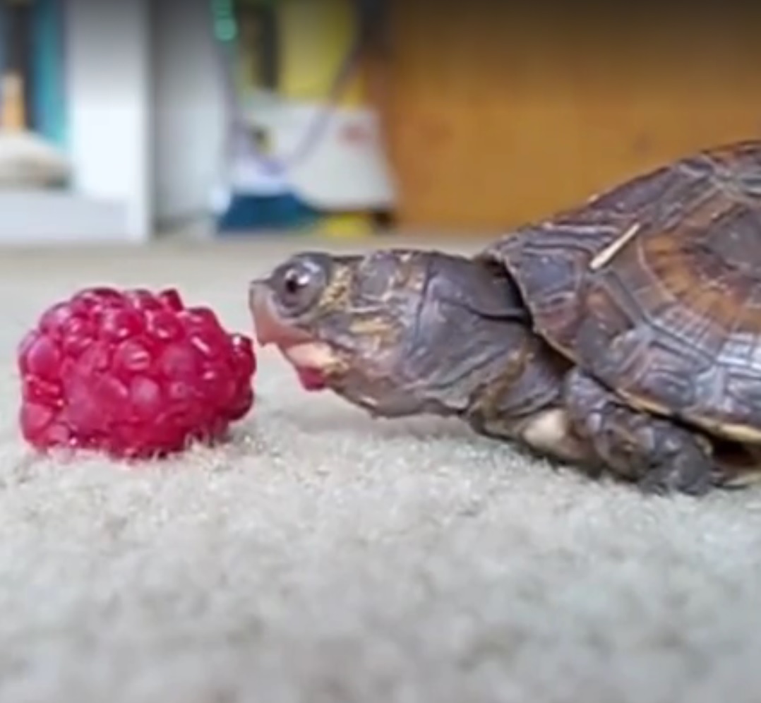 Tartaruga bebé a comer uma framboesa está a ‘hipnotizar’ a internet [vídeo]