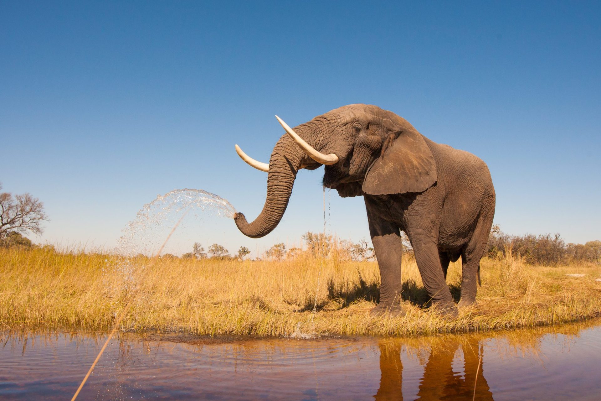 Zella. Elefante prevê vitória portuguesa na final do Euro