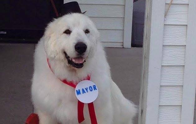 Cão eleito presidente da câmara honorário