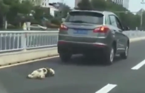 Cão preso a um carro arrastado até à morte