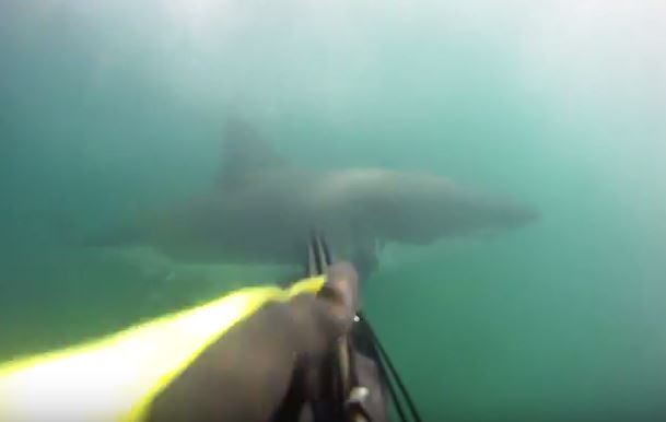 ‘Andei à luta com um tubarão-branco. Saí de lá vivo e com um grande vídeo’