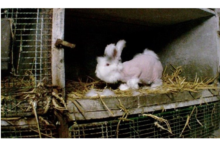 Processo de raspagem de pelo de coelhos está a chocar o mundo