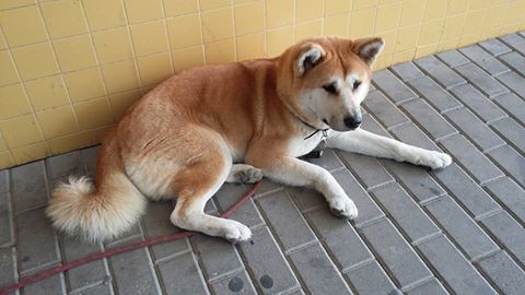 Maya recusou-se a abandonar o hospital onde a dona esteve internada