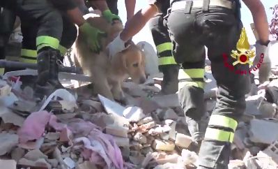 Cão resgatado com vida nove dias depois do sismo em Itália