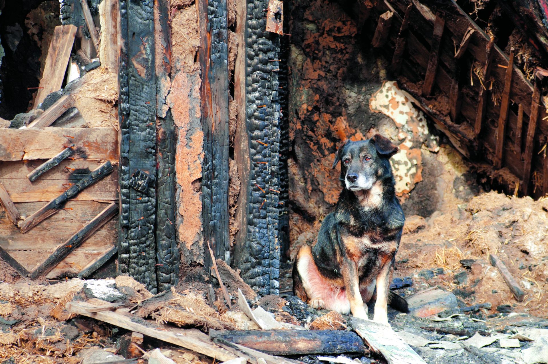 No meio do fogo, como se safam os animais?