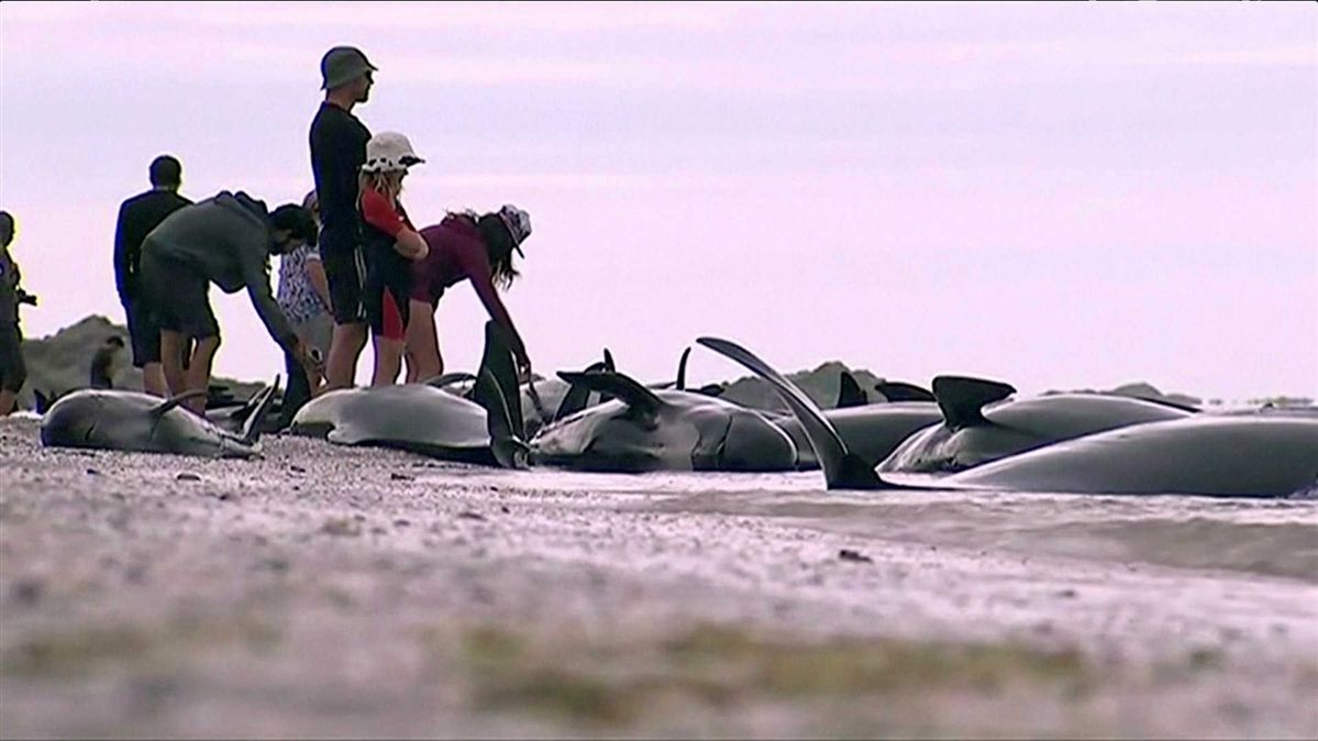 Encontradas 300 baleias mortas em praia de Nova Zelândia