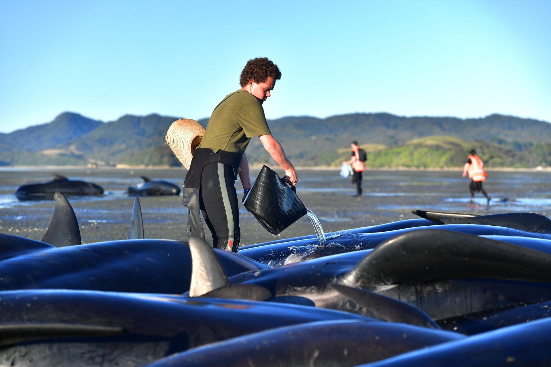 Nova Zelândia. Encontradas cerca de 300 baleias mortas
