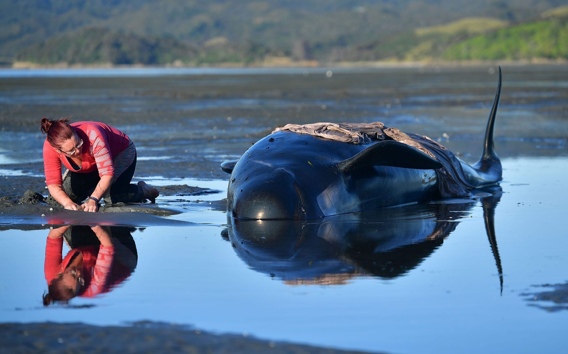 Centenas de baleias deram à costa na Nova Zelândia e peritos não sabem porquê [fotogaleria]