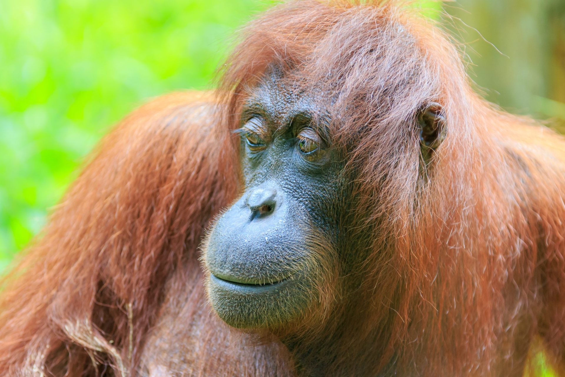 Homens foram presos por suspeita de cozinhar orangotangos