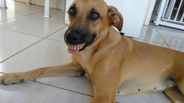 Cadela fica com novo sorriso após encontrar dentadura no quintal