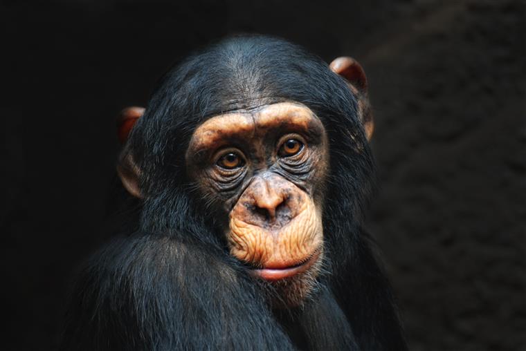 Reportagem denuncia rede de tráfico e resgata cria de chimpanzé (vídeo)