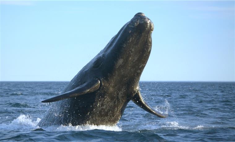 Baleia dá à costa na Noruega com cerca de 30 sacos de plástico no estômago