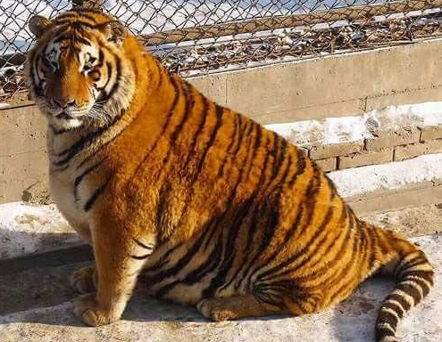 Animais obesos em zoo geram preocupação