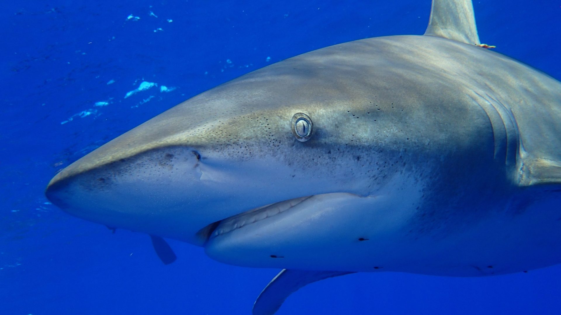 Mulher pega em tubarão para tirar selfie e é mordida