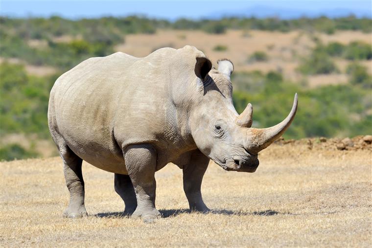 Zoo reduz chifres dos rinocerontes