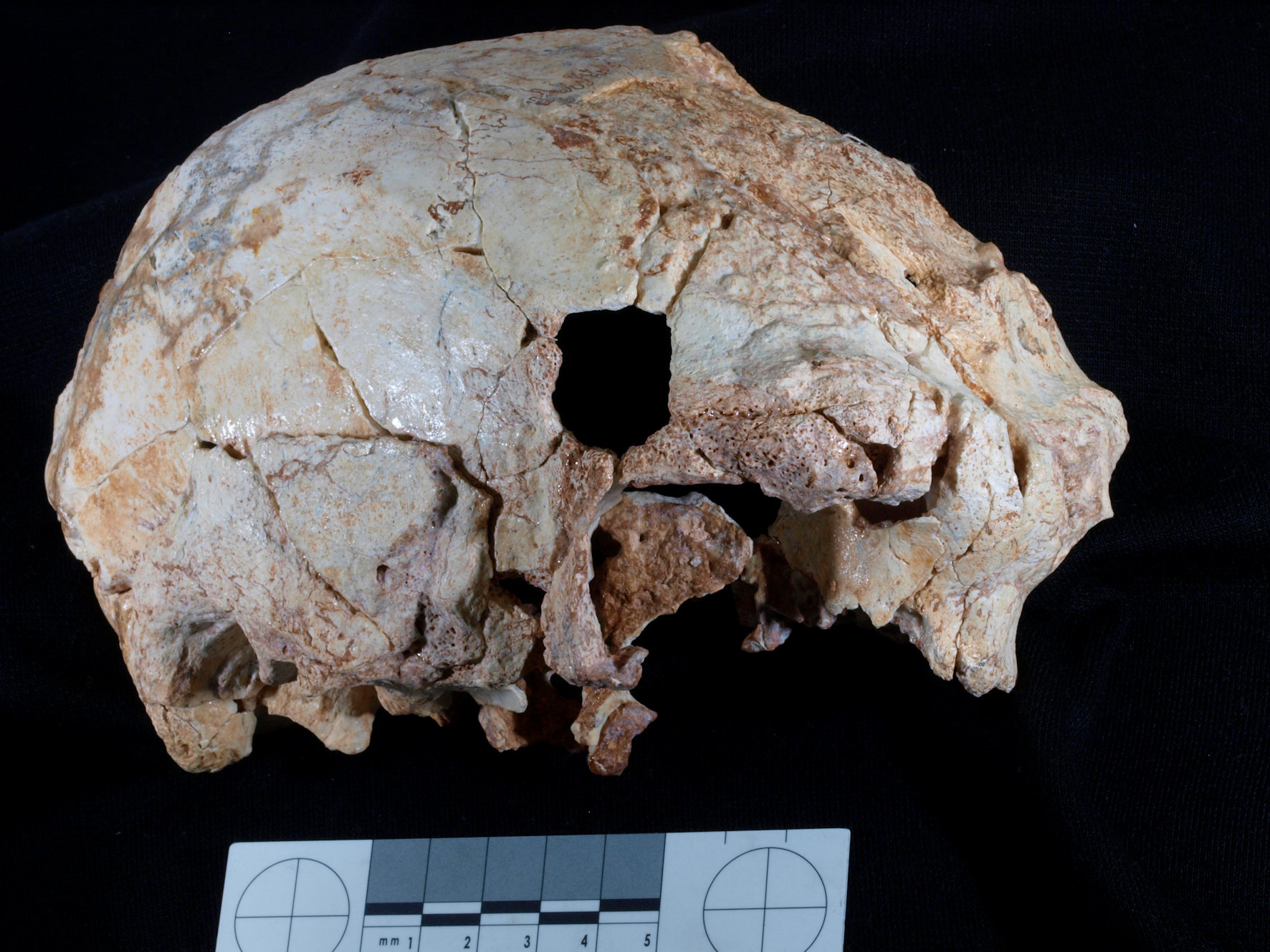 Crânio com cerca de 400 000 anos encontrado em Portugal