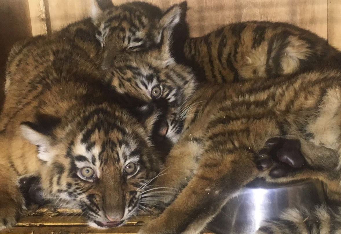 Três tigres bebés resgatados no aeroporto de Beirute