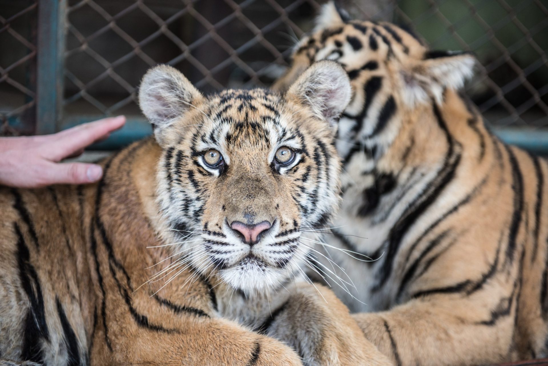 Vietname. Cinco tigres encontrados em congelador