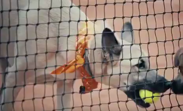 Torneio de ténis utiliza cães abandonados como apanha bolas
