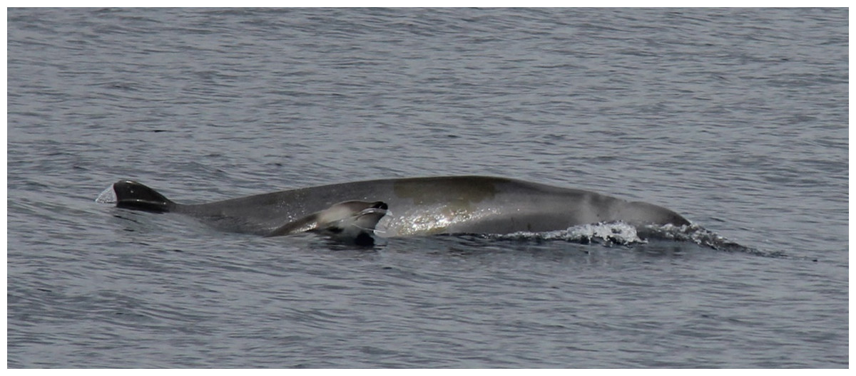 Baleia pouco conhecida foi avistada ao largo dos Açores