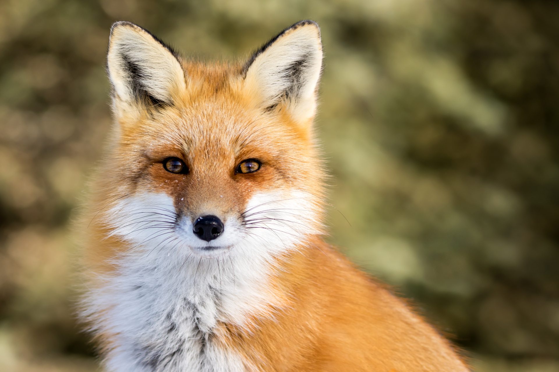 Parlamento vai debater fim da caça à raposa