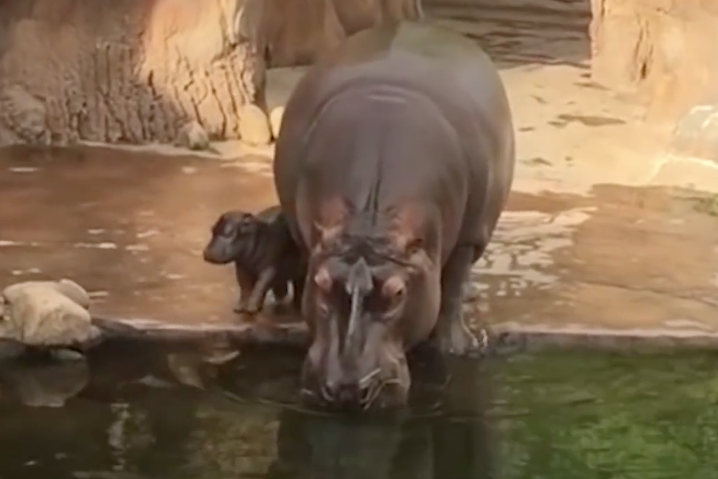 VÍDEO | A nova estrela de quatro patas do zoo de Memphis