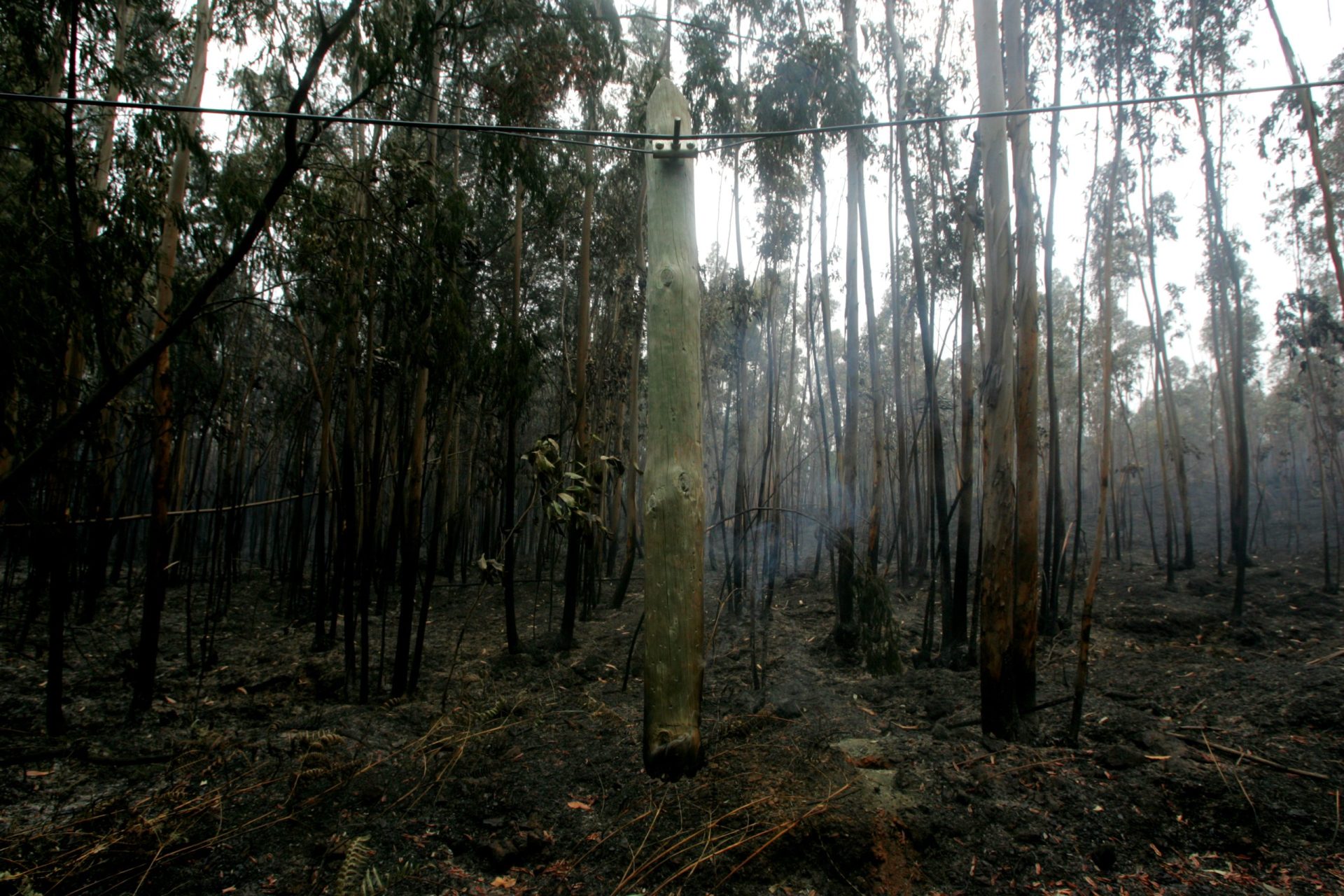 Pinheiros e eucaliptos são “rastilhos” para incêndios