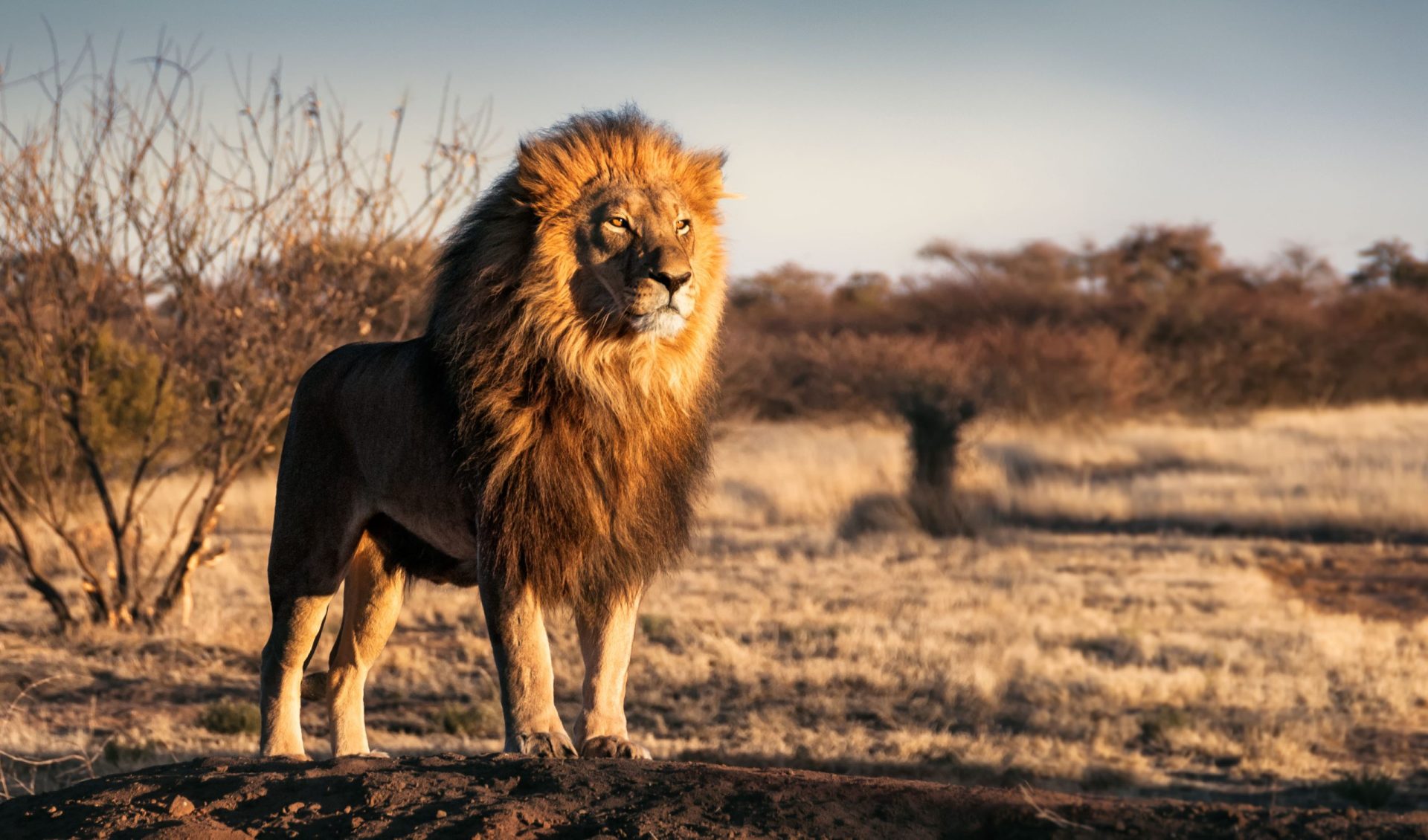 Leão mata criança de dez anos no Zimbabué