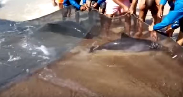 Pescadores salvam golfinhos apanhados pelas redes em praia na Marinha Grande [vídeo]