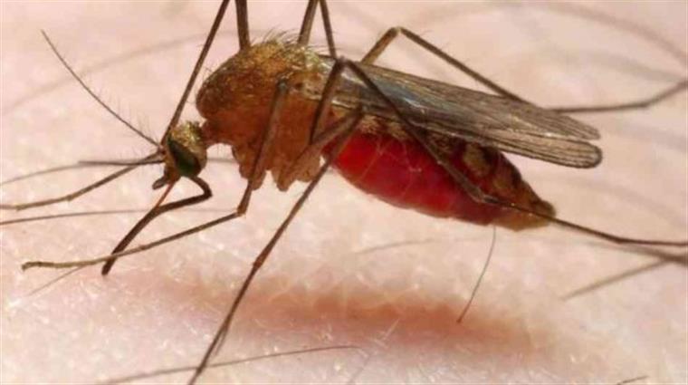 As 9 razões que o fazem ser mais picados pelos mosquitos