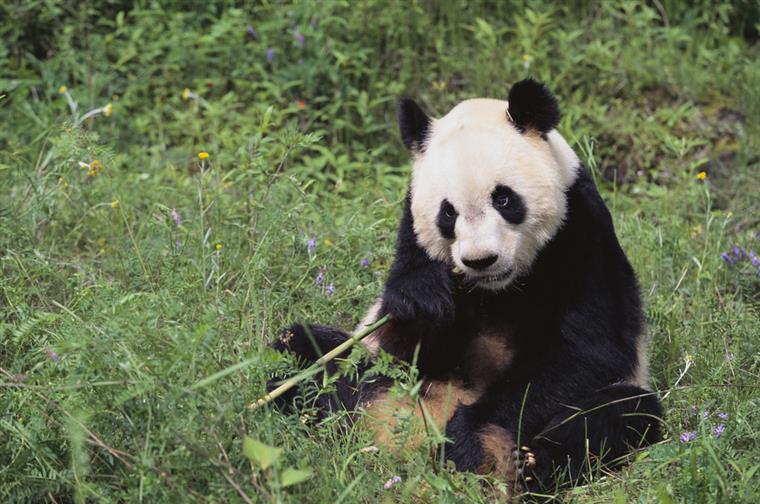 China. Vídeo mostra agressões a pandas em centro de pesquisa e preservação da espécie [Vídeo]