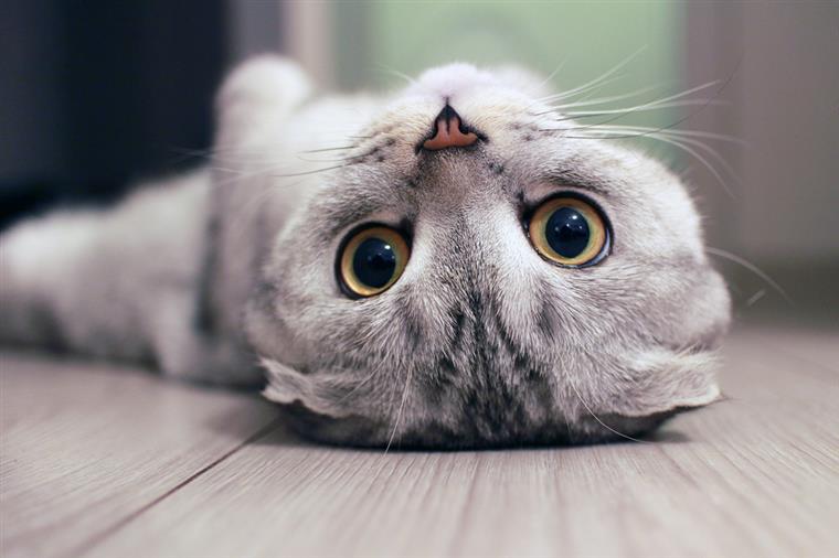 Porque é que os gatos gostam tanto de se roçar nas nossas pernas?
