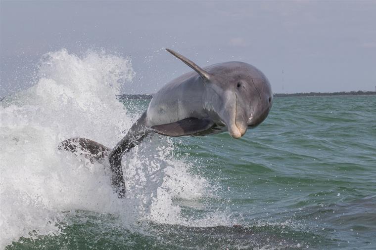 Cria de golfinho deu à costa e morreu devido a atitude de banhistas