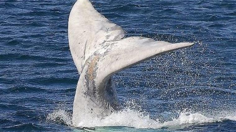 Caça à baleia sem perturbação