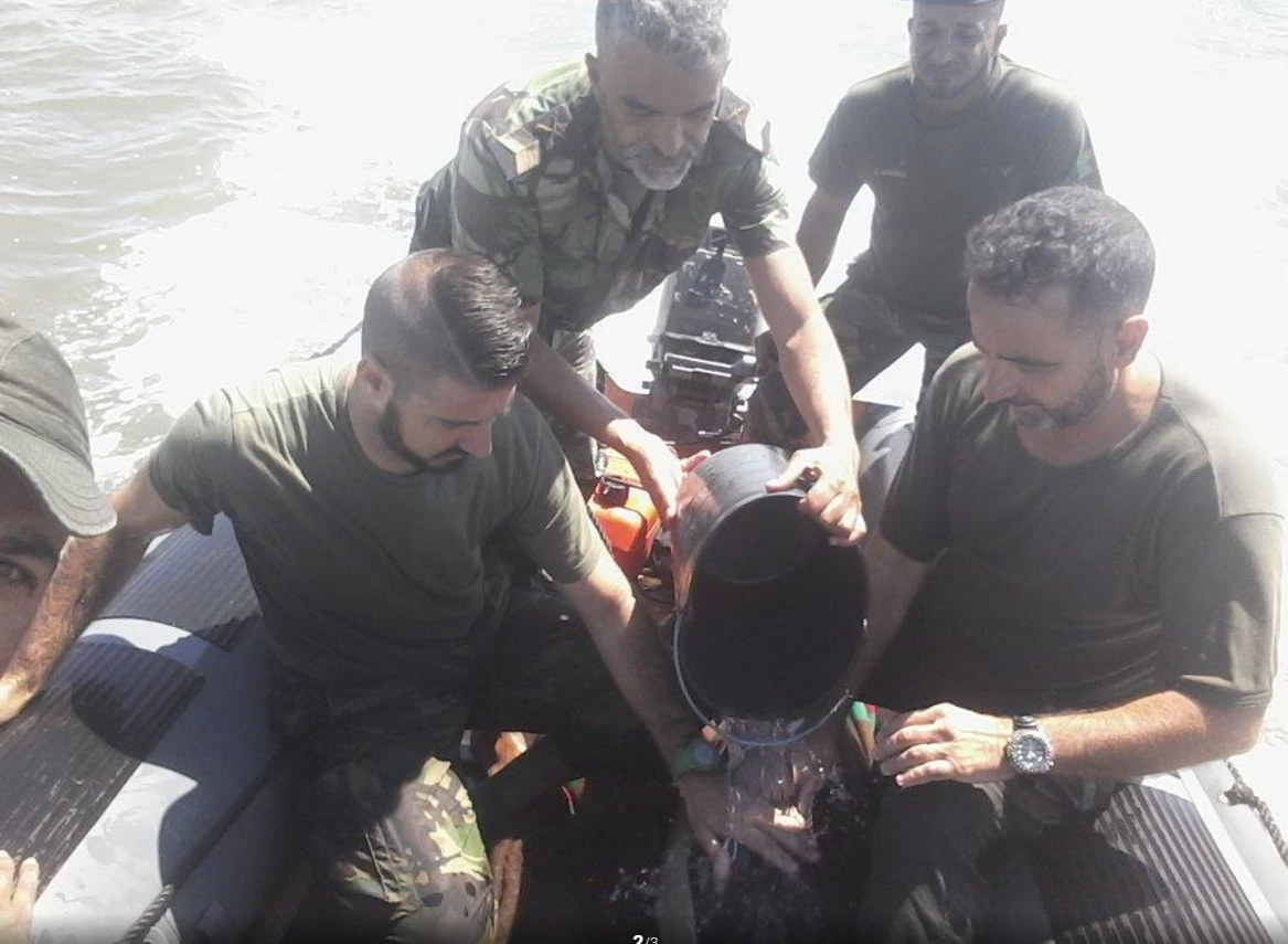 Fuzileiros resgatam golfinho encalhado em Setúbal