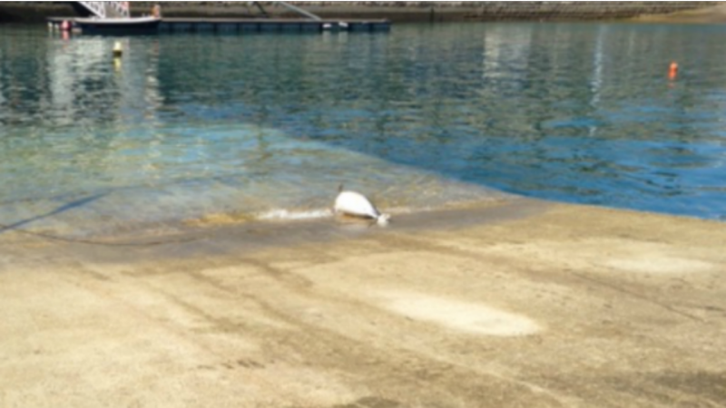 Encontrado golfinho morto na Baía de Cascais