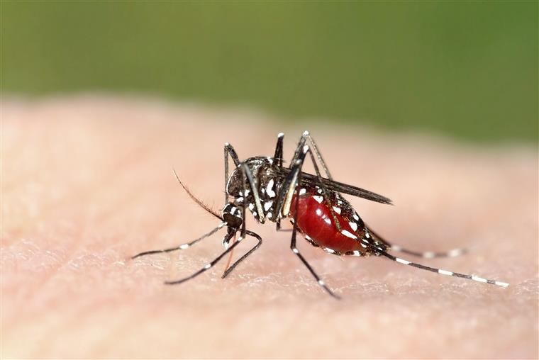 Mosquito transmissor da dengue detetado no norte do país