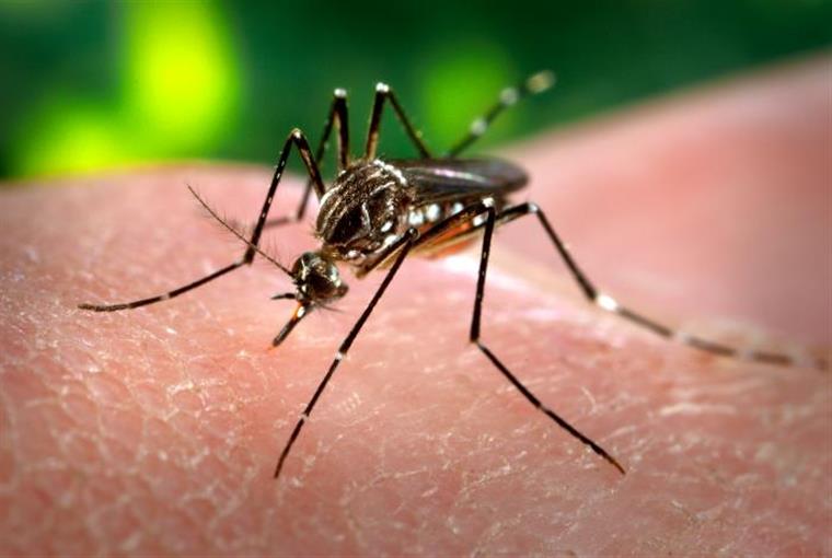 Mosquito transmissor da dengue detetado em Portugal não coloca população em perigo