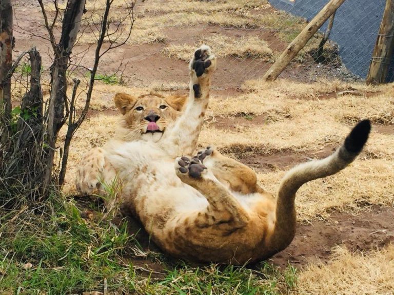 Quatro leões de circo regressaram ao habitat natural | Vídeo